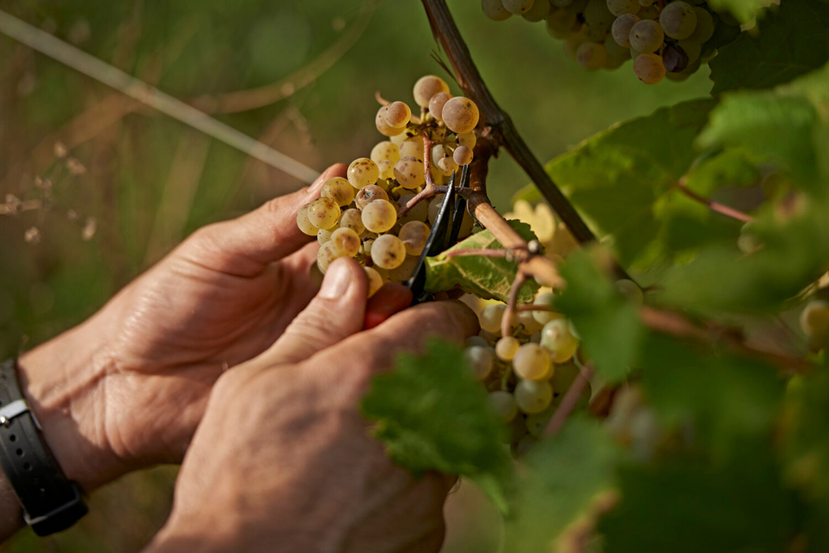 Dégustation de vins d'Alsace - Domaine Philippe Zinck